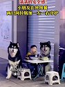 重庆：满满的安全感！小朋友在外用餐，两只狗狗一左一右守护