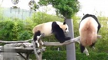 两只熊猫胖墩儿站上同一根树干，桃浜扑通一下摔进水池，好丢熊！