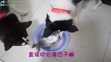 鱼：给我个痛快吧，这两条狗为了我都要打起来了！