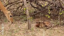 刚出生的黑斑羚在妈妈的保护下学会站立走路