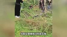 “想拿多少拿多少，不要钱”！南宁一地甘蔗开放免费吃，有人一天拉走20多吨