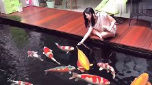 美女正在后院喂食宝贝大锦鲤，画面好美，鱼友：越看越着迷