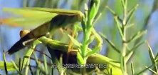 母螳螂要吃掉公螳螂，不是为了下一代，我们都被骗了