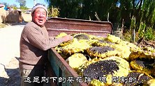 二亩葵花能打多少斤？张家口小山村老哥痛快告诉你真话，说完信不