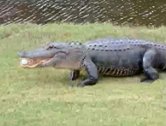 美国：一只短吻鳄抢走高尔夫球后吞下球游走了