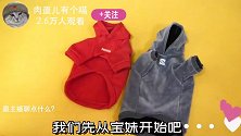 猫咪能多快脱掉一件衣服给3只猫穿上衣服，猫脱得比穿得还快！
