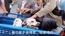 稀少的斑点，被主人260块钱卖给狗贩子，这就是它的命！
