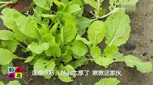 农民常吃这菜？身体奔棒啥都不高，配上笨鸡蛋清脆爽口