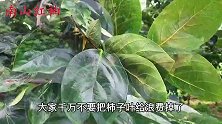 柿子叶有3种美味吃法，好多人不知道？看完视频真的学到很多