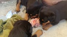 23天大的罗威纳犬小狗子的生肉大餐