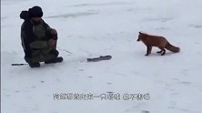 渔民在冰湖上钓鱼，一群野猪跑过来，不给鱼就不走了