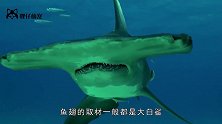 鱼翅是高贵人士餐桌上的美食，那些失去鱼翅的鲨鱼，还能活多久