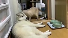 哈士奇在过道睡觉，猫咪过去就是两巴掌：谁让你挡我道！