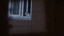 江苏扬州：主人被隔离！小猫在家中窗边叫哑了，志愿者救下