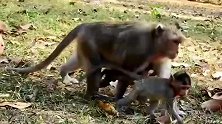 猴子宝宝还是那么活泼，一点儿事也没有