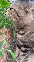 猫：多吃点草，清理下肠胃！