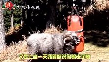 羊：你晓不晓得我哥是泰森啊