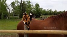 猫咪每天骑在马背上玩耍，网友：好羡慕喵星人有专属宝马