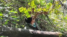 满山的野生猕猴桃没人摘，大叔不一会就摘了几十斤，收获满满