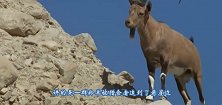 6只羚羊飞跃万丈悬崖，最后一只才是高手，镜头拍下全过程
