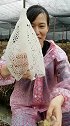 百花齐放，这么多棵蕾丝裙你们喜欢哪一棵#竹荪