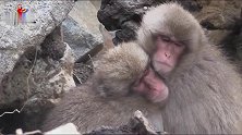 这是雪猴，他们在寒冷的地区，平时猴子们挤在一起忍受寒冷并取暖