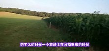 农场主收割玉米，听到地里有响声，接下来冲出来一大家子欲哭无泪