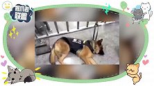 下班路上犯“职业病”，如此呆萌的警犬你见过吗？