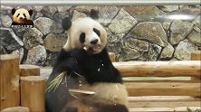 熊猫良浜20岁了，仍有张娃娃脸，看起来像个宝宝，好萌