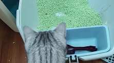 是什么让这只小猫咪埋头于自己的猫砂盆里呢？