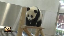 熊猫宝宝在“独木桥”上走来走去凹造型，小不点儿超可爱