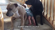 妈妈不让宝宝上楼玩，接下来狗狗的动作，把主人暖化了