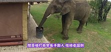 几吨重的大象鼻子被缠住，被困了三天，解救后现场人员落泪