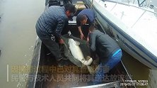 黑龙江渔民捕获88斤“活化石” 起源于白垩纪