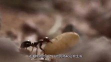 发现巨大蚁穴，老外将10吨水泥灌入，凝固后直接上交博物馆