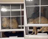 美国：一只宠物猫将自己卡在两层窗户的中间无法动弹