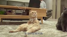 主人买回一只招财猫，猫咪见后竟学了起来，这反应简直太可爱了