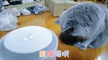 猫奴太丢东北人脸了，铲屎官还给猫咪下跪，居然跪地不起喝洗脚水
