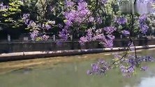 盘龙江边、花树之下，现拍现剪现发的“蓝花楹开盘龙江”