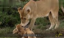 看这只雄狮如何带娃，差点笑岔气，当爹带娃的真实写照
