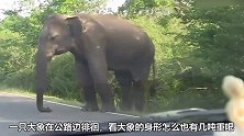 大象变土匪，竟拦截过路车辆，大象：要想从此过，留下买路财！