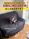 山东济南：狗狗搞破坏撕坏沙发罩，反把自己缠住动弹不得