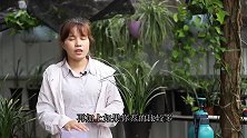 兰花烂根了，巧用一招，不用脱盆修根也能补救