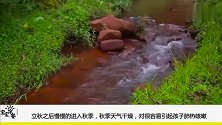 立秋后宝宝多吃这3种养肺食物让宝宝远离肺热咳嗽