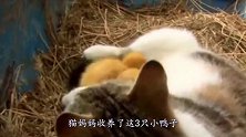 3只鸭宝宝失去妈妈，被猫咪暖心收养，2个月后画风突变！