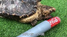 乌龟咬人怎么办？死咬不放，你有什么办法龟口脱险呢？