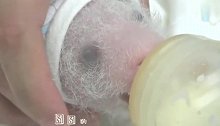 大熊猫：圆圆的二宝喝瓶瓶奶的成长记录