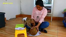 猴子和妈妈一起吃菠萝蜜， 嘴里还没吃完准备抢妈妈手上的！