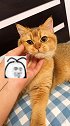聊聊天吧猫咪 猫咪日常