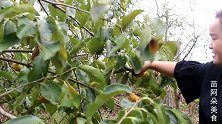 苗大姐摘自家的柿子，用力过猛搞破鞋子，小小院子果树满满